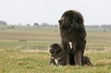 DOGUE DU TIBET 756
